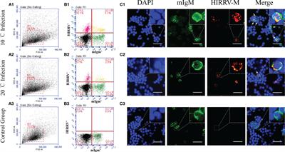 The Influence of Temperature on the Antiviral Response of mIgM+ B Lymphocytes Against Hirame Novirhabdovirus in Flounder (Paralichthys olivaceus)